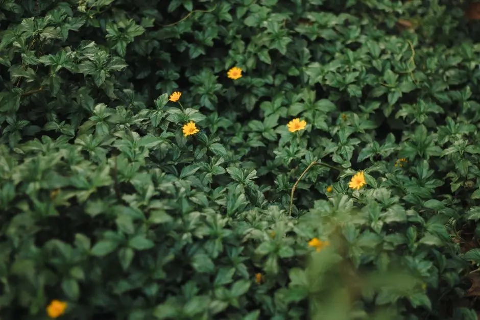 Greens & Outdoors at NAMBIAR BANNERGHATTA, Bangalore