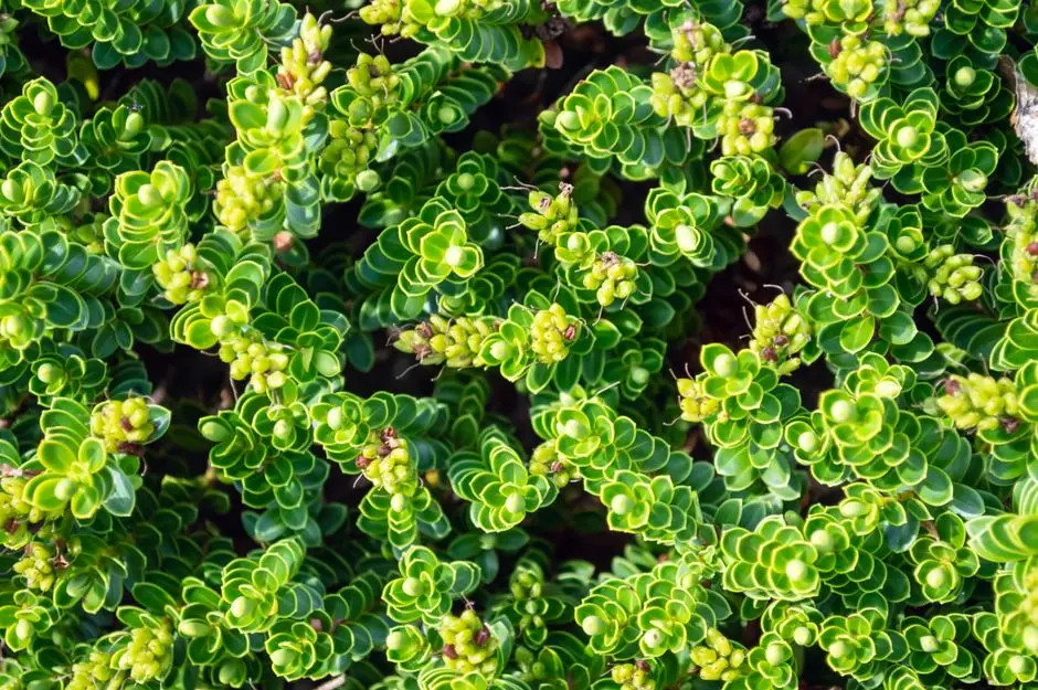 Greens & Outdoors at NAMBIAR DISTRICT 25 SARJAPUR ROAD BENGALURU, Dommasandra, Bangalore